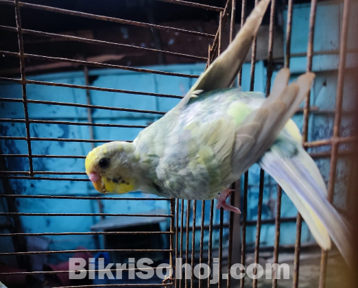 Budgerigar